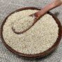 little millet kutki samai